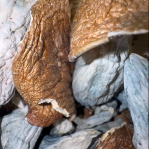 Penis Envy mushrooms